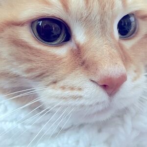 Meet your Posher mitsum!